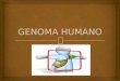 Ppt genoma humano