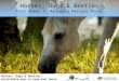 Horses, Bugs and Beetles Fact Sheet 5  Managing pasture pests