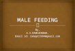 Broiler Breeder Male feeding