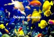 Ocean animals - 3