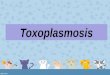 Toxoplasmosis final