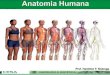 Aula 01   introdução a anatomia - posição, planos, cortes e divisões do corpo humano