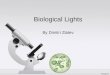 Dimitri biological lights