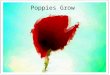 Poppies grow (fr)