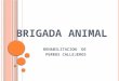 494.brigada animal rehabilitacion de perros callejeros