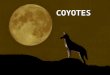 Coyote nicholas