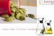 Simple Steps To Make Cardamom Oils | Sancheti Exports