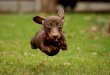 Important  things  you  need  to  know  about  puppies  and  the  dog  training basics