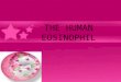 The human eosinophils