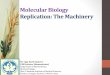 Molecular biology replication mb 04