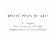Insect pest of rice