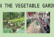 In the vegetable garden