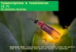 IB Biology 2.7 Slides: Transcription & Translation