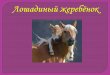 Horse foal - Лошадиный жеребенок