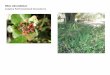Ribes viburnifolium   web show