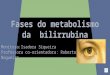 Fases do metabolismo da bilirrubina 2