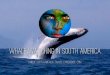 Whale Watching in South America