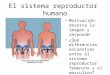El sistema reproductor  humano