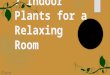 7 indoor plants for a relaxing room