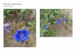 Phacelia campanularia   web show