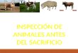 Inspeccion de animales