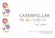 Caterpillar to butterfly for kids