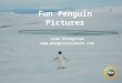 Fun penguin pictures