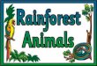 Rainforest Animals QR Codes