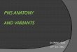 PNS (Para-nasal-sinuses) anatomy and variants