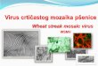 45 Virus Crticastog Mozaika Psenice
