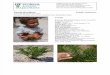 Zamia integrifolia - Coontie