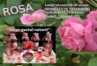 ++ROSA sirop de trandafiri