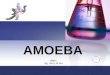 amoeba (2010 )