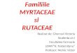 Familiile myrtacea si rutaceae