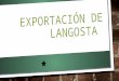 Exportación de Langosta