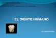 diente humano