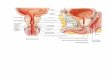 Anatomia Prostatei