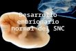 Desarrollo Embrionario Normal Del SNC
