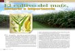 El Cultivo Del Maiz Historia e Importancia