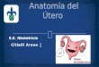 Anatomía Del Útero