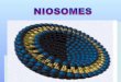 7- niosomes