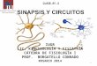 Clase 3 Sinapsis-circuitos