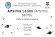 Artmia Salina (Artemia Salina).ppt