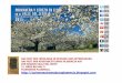 Das Fest Des Frühlings in Spanien Und Extremadura.das Fest Der Kirschblüte.nahe Plasencia Aufder Region Valle Del Jerte 21. März Bis Mai 3.Tourismus Plasencia