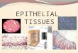 Epithelial Tissues Pp