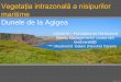 Vegetația Nisipurilor Maritime - Daniela Galani (Neculai)