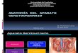 anatomia genitourinaria-1.pptx