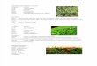 klasifikasi tumbuhan.doc