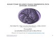 Anatomi Klinis Dan Embriologi Sistem Syaraf.pdf