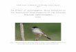 The effects of anthropogenic noise pollution on the song frequency of the eurasian blackcap